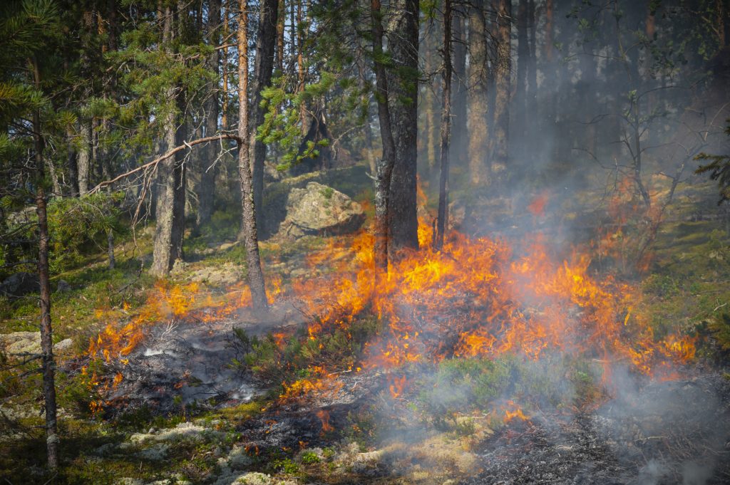 Maasto palaa metsässä.