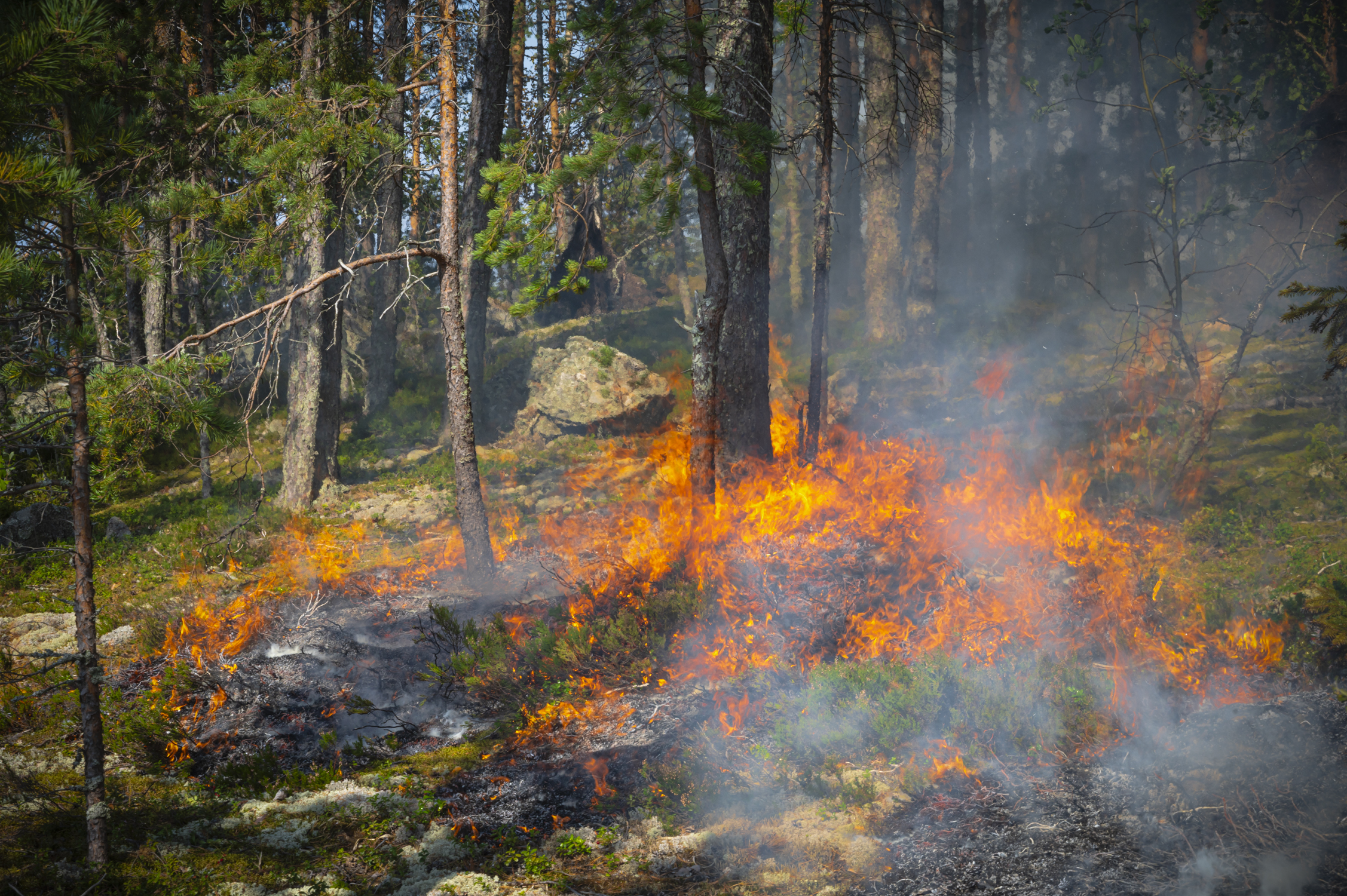 Maasto palaa metsässä.